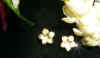11mm_Plumeria-earrings.jpg (53539 bytes)